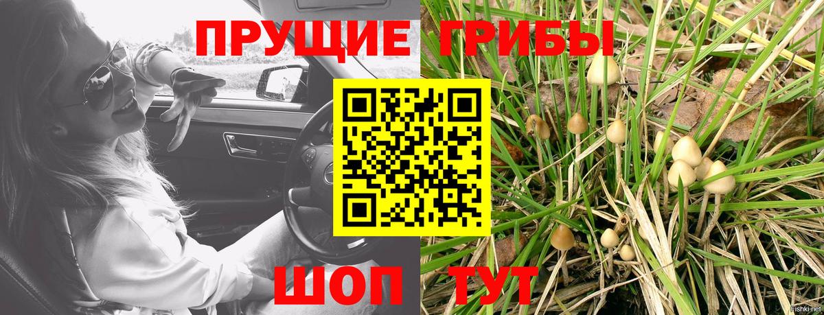 где купить наркоту  Вход с VPN  Псилоцибиновые грибы мухоморы  Северск  Псилоцибиновые грибы мицелий 